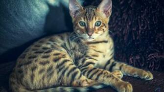 Wallpaper Bengal Cat X HDtv 1080p