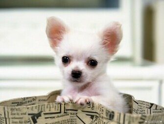 Gorgeous Chihuahua Chihuahuas Wallpaper