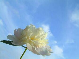Blue Sky White Flower Nature Wallpaper Featuring Flowers And Plants
