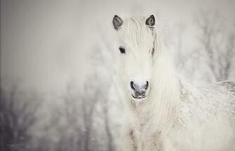 Wallpaper Snowy White Horse Snow Animals