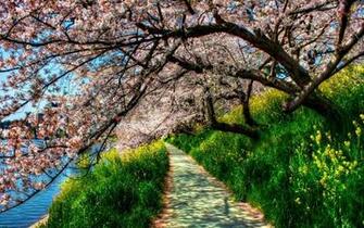 Spring Flowers Picture Wallpaper High Definition Quality