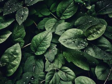 4k Wallpaper Close Up Dew Tmi Project