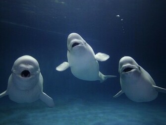 Wallpaper For Cute Beluga Whale