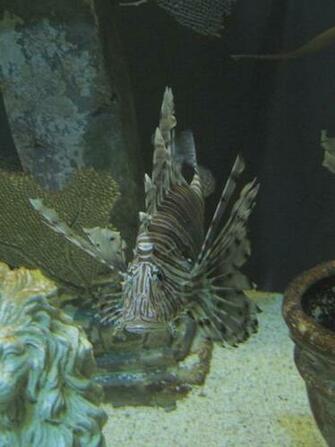 Lionfish Wallpaper Animals Fish HD Desktop