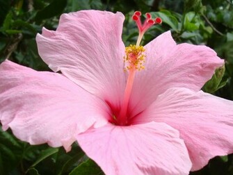 Beautyful Flowers Beautiful Background Wallpaper