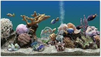 Marine Aquarium With You Are Able To