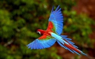 Parrot Wallpaper