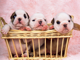 English Bulldog Desktop Wallpaper