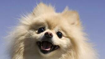 Cute Dogs Topwallpaper