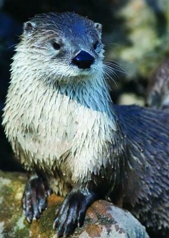 Adopt A River Otter Wildlife Adoption And Gift Center