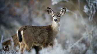 Deer Mule Wallpaper HD For Anything
