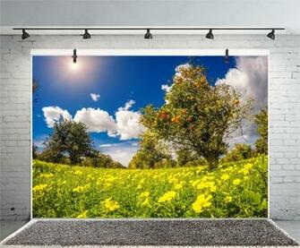 Amazon Leyiyi Photography Background Orange
