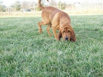 Bloodhound Widescreen Wallpaper