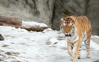 Tiger In The Snow Wallpaper Animal