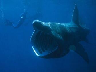Megalodon Basking Shark Wallpaper Desktop HD Sharks