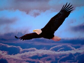 Wallpaper U 3d Flying Bald Eagle HD