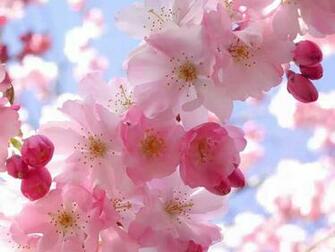 Cherry Flowers Wallpaper Desktop