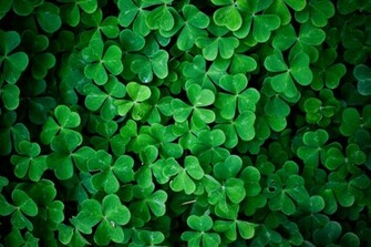 Clover Wallpaper Dhb Photography