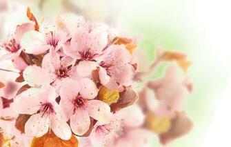Wallpaper For Your Cell Phone Flowers Htc To