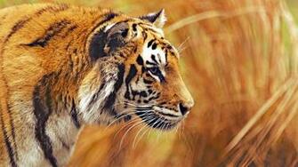 Wild Animal UHD Wallpaper Ultra High Definition 4k
