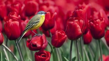 Beauty Peaceful Lovely Bird Red Birds Splendor Flowers On A
