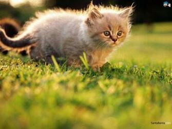 Cool Cat Cats Wallpaper