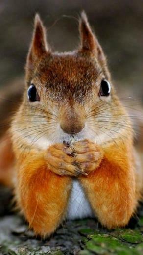 Cute Squirrel Wallpaper iPhone