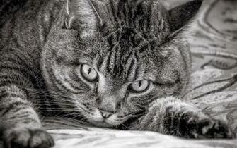 Tiger Cat Desktop Pc And Mac Wallpaper