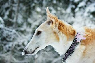 Best Borzoi Wallpaper