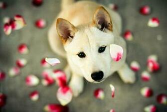 Puppy Animal Heart Flowers Puppies Nature Color Butterfly Dogs Pet