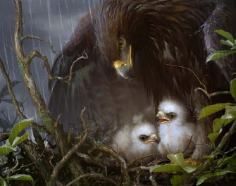 Mother Bird Eagle Picture Wallpaper