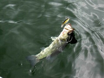 Largemouth Bass HD Wallpaper For Desktop