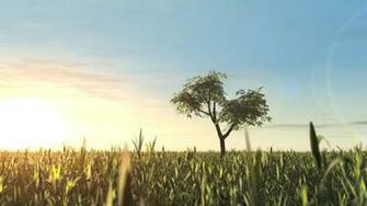 Lonely Tree Wallpaper