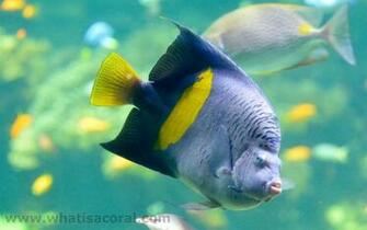 What Is A Coral Wallpaper Pomacanthus Maculosus En Yellowbar