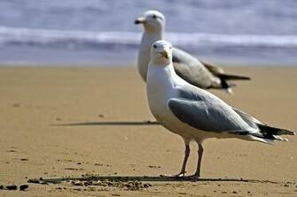 Seagull Bird White Sea Gull Sky Background