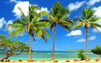Palms In Kauai Hawaii Wallpaper