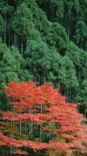HD Beautiful Nature Trees Nokia Phone Wallpaper Background