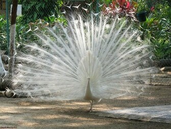 White Peacock