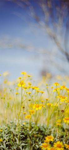 Yellow Flower Field Under Blue Sky During Daytime iPhone