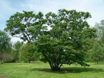 Lilac Tree Types Facts See Pictures
