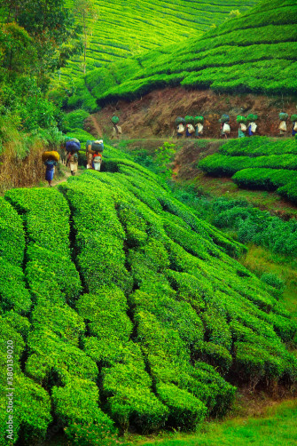 Tea Garden Worker Wallpaper