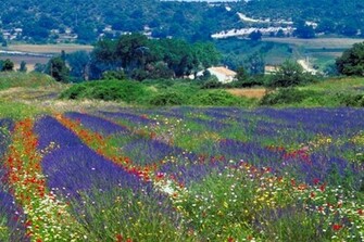 Provence Wallpaper
