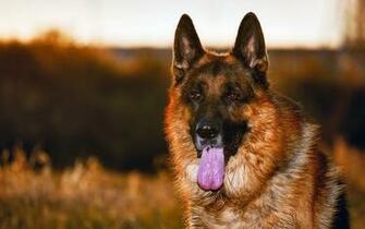 Dog German Shepherd Wallpaper Live