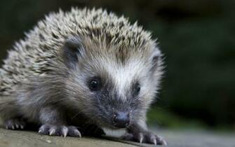 Wallpaper Of A Hedgehog HD Animals