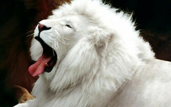 Indian Lion And African White Loin Best Size HD Wallpaper