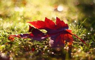Screensavers And Wallpaper Macro Android