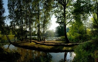 Forest Desktop Wallpaper