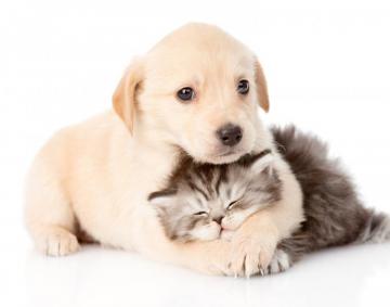 4k Cat Dog Wallpaper Background Image