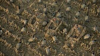 Mossy Oak Wallpaper