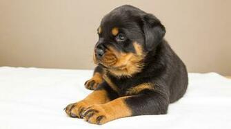 Cute Rottweiler Puppy Wallpaper Gallery